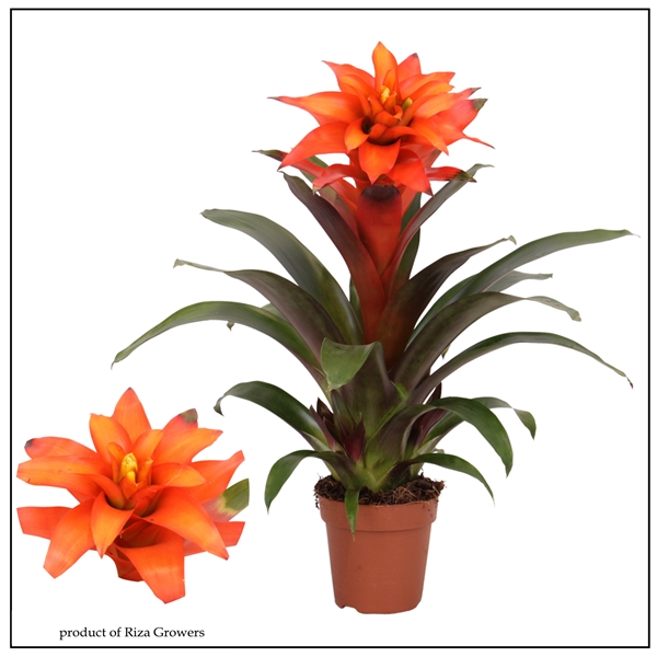 Guzmania Fiero Orange