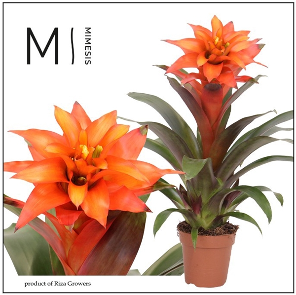 Guzmania Fiero Orange