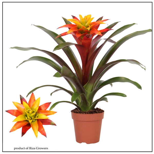Guzmania Fiero Yellow
