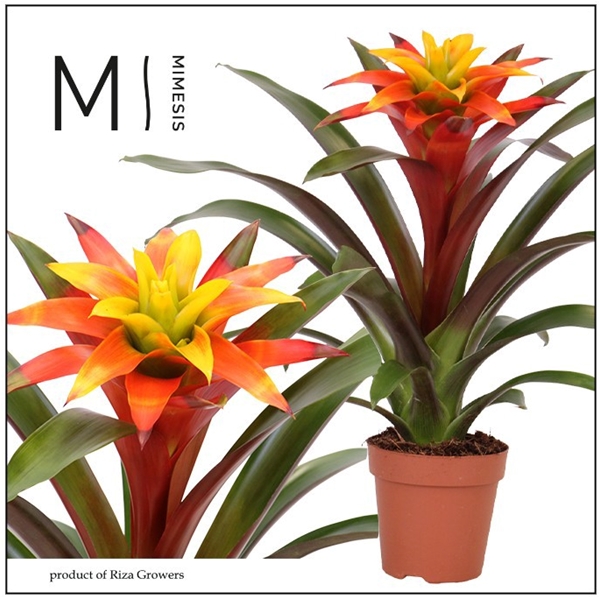 Guzmania Fiero Yellow