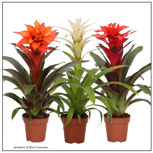 Guzmania Classic Mix