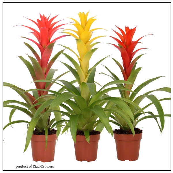 Guzmania Cupcake Mix