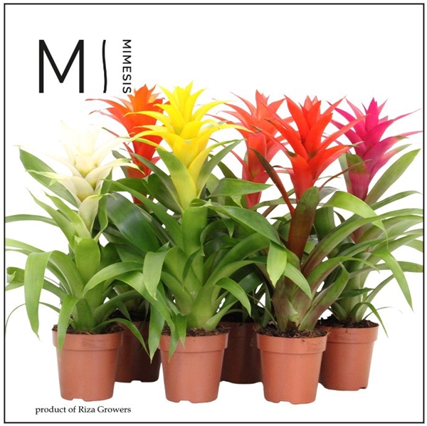 Guzmania Cupcake Mix