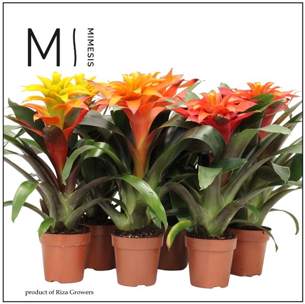 Guzmania Fiero Mix