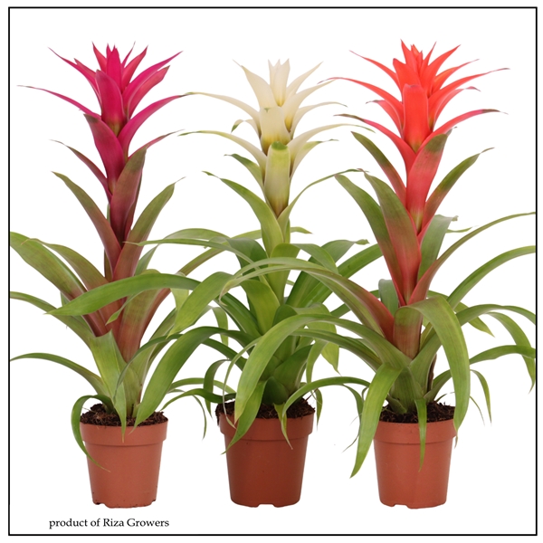Guzmania Sweet Mix