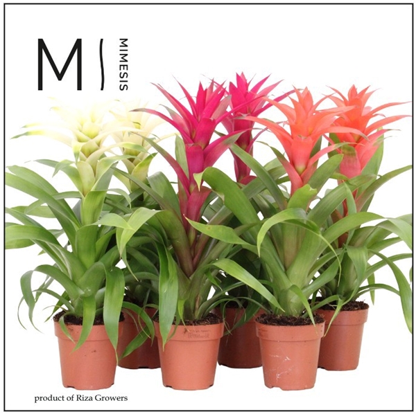 Guzmania Sweet Mix