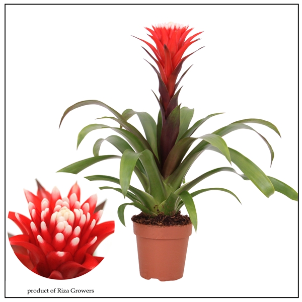 Guzmania Hope