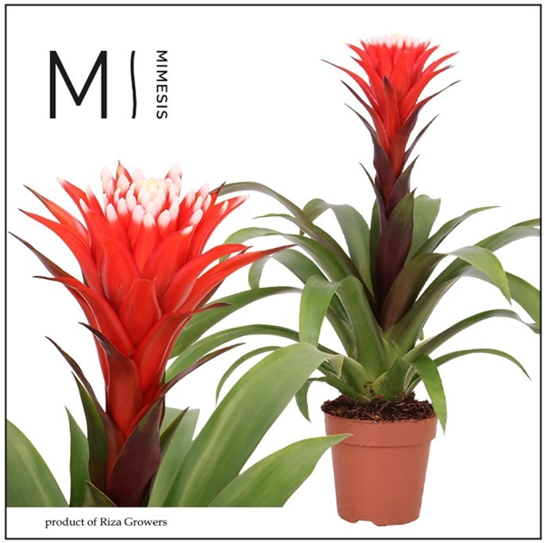 Guzmania Hope