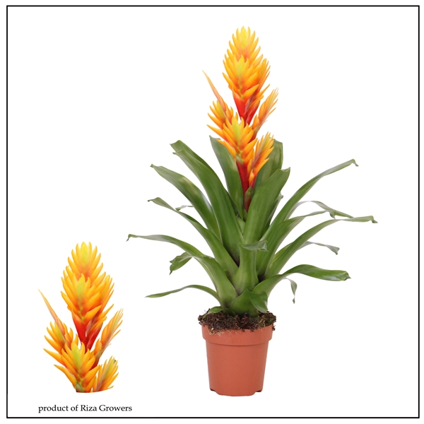 Vriesea Intenso Orange Flame