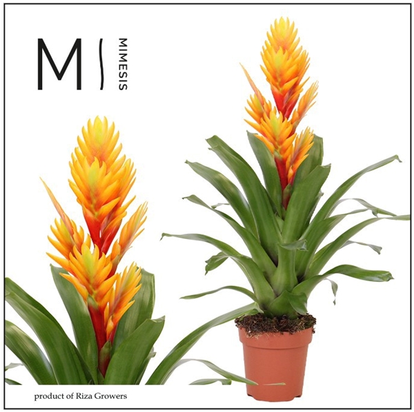 Vriesea Intenso Orange Flame