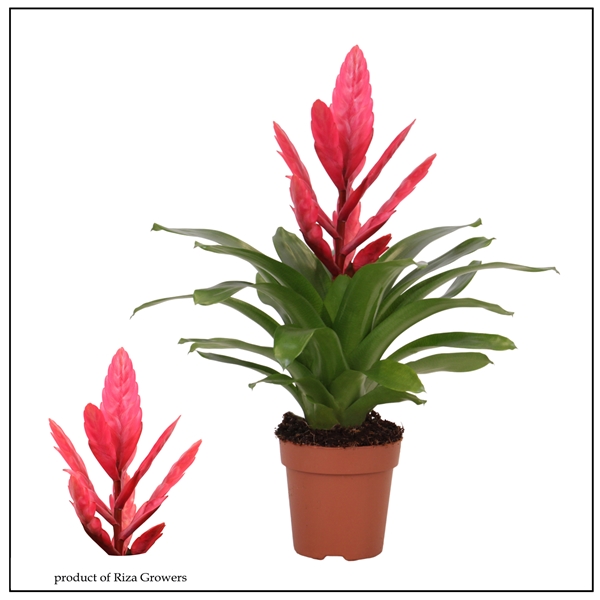 Vriesea Intenso Pink