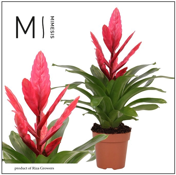 Vriesea Intenso Pink