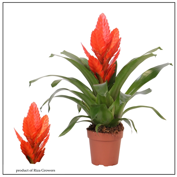Vriesea Intenso Orange