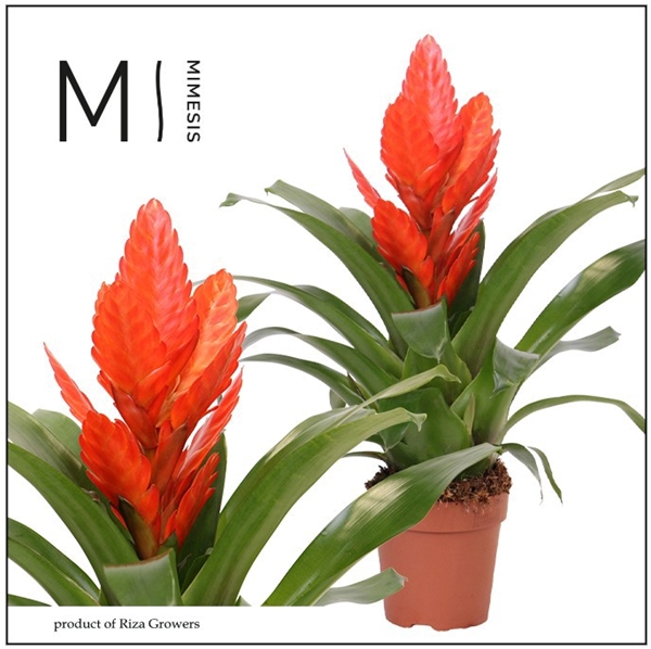 Vriesea Intenso Orange