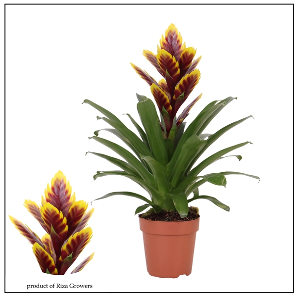 Vriesea Intenso Purple Flame