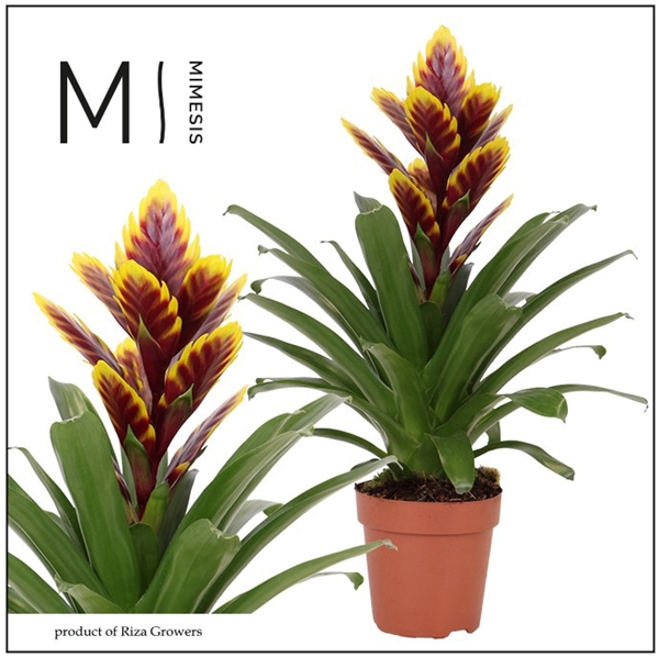 Vriesea Intenso Purple Flame