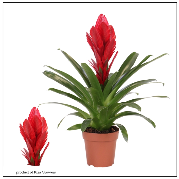 Vriesea Intenso Red