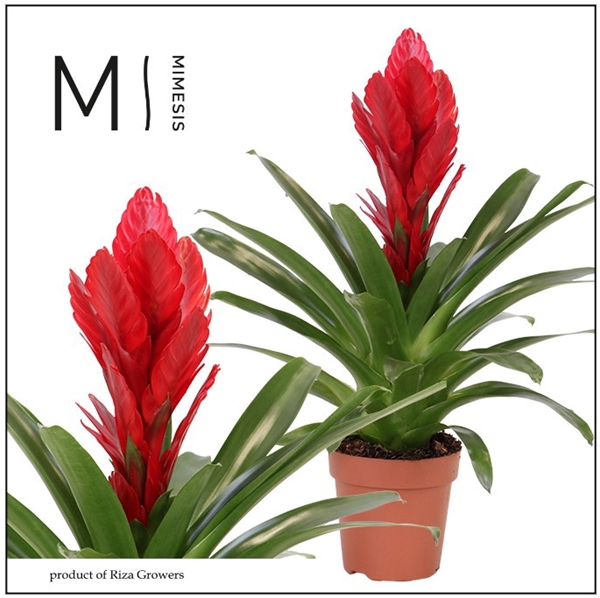 Vriesea Intenso Red
