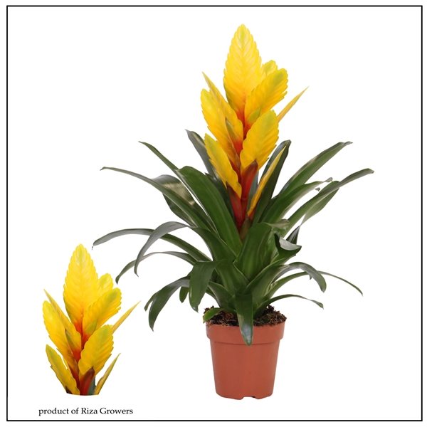 Vriesea Intenso Yellow