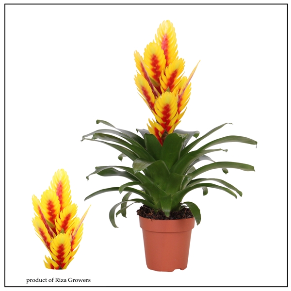 Vriesea Intenso Yellow Flame