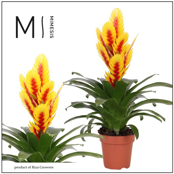 Vriesea Intenso Yellow Flame