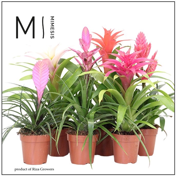Bromelia Royal Sweet Mix
