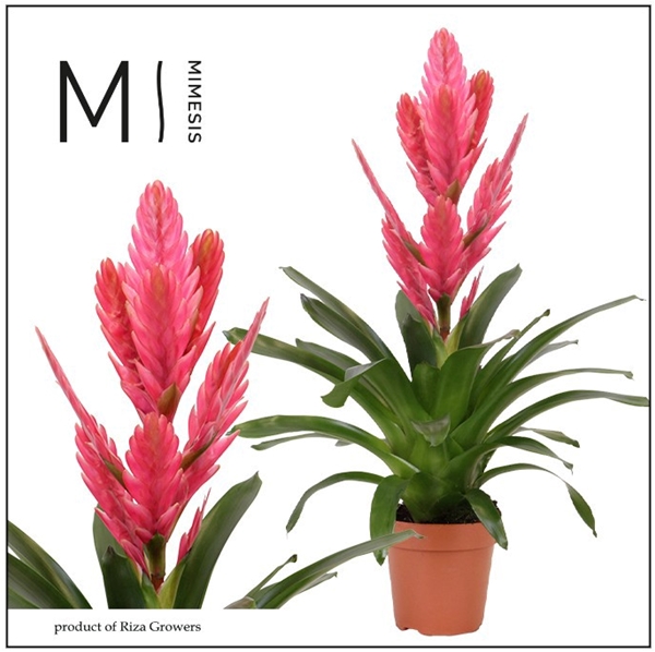 Vriesea Salima