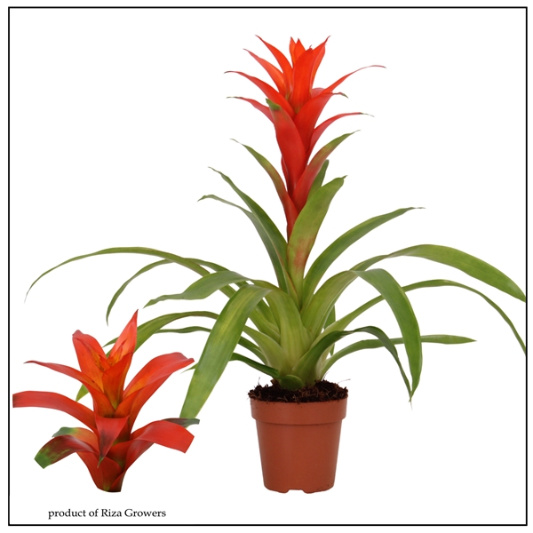 Guzmania Suerte Orange