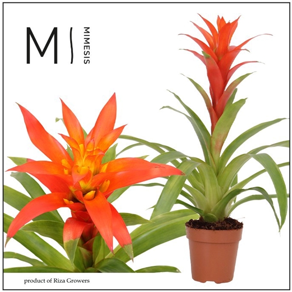 Guzmania Suerte Orange