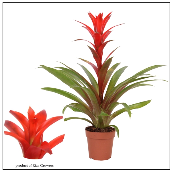 Guzmania Suerte Red