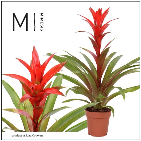 Guzmania Suerte Red