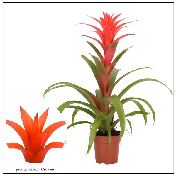 Guzmania Suerte Salmon
