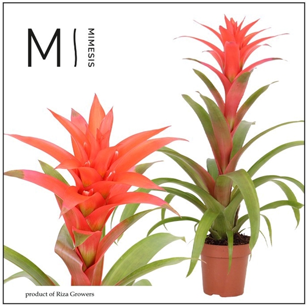 Guzmania Suerte Salmon