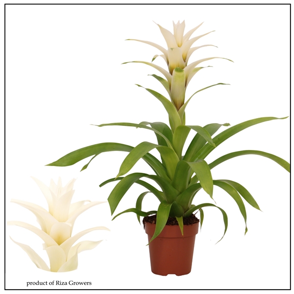 Guzmania Suerte White