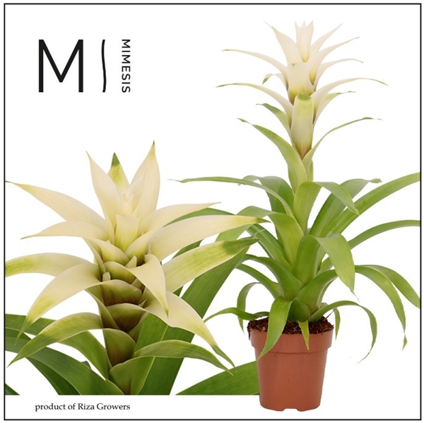 Guzmania Suerte White