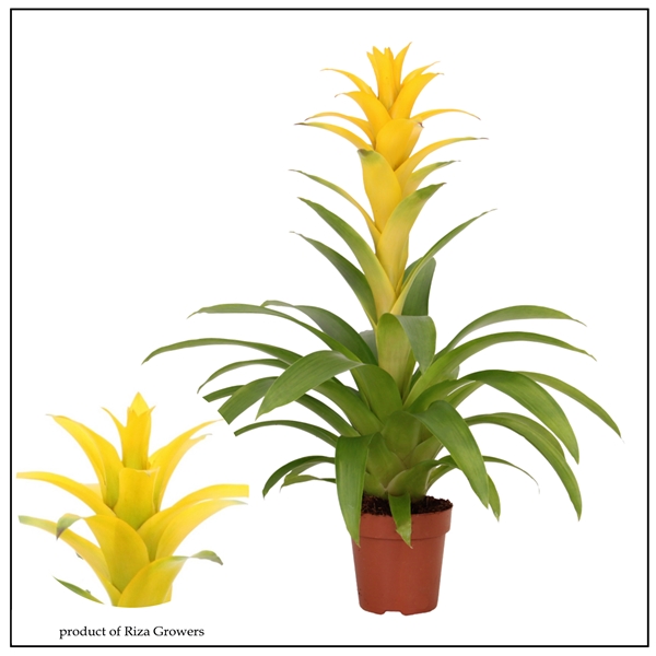 Guzmania Suerte Yellow