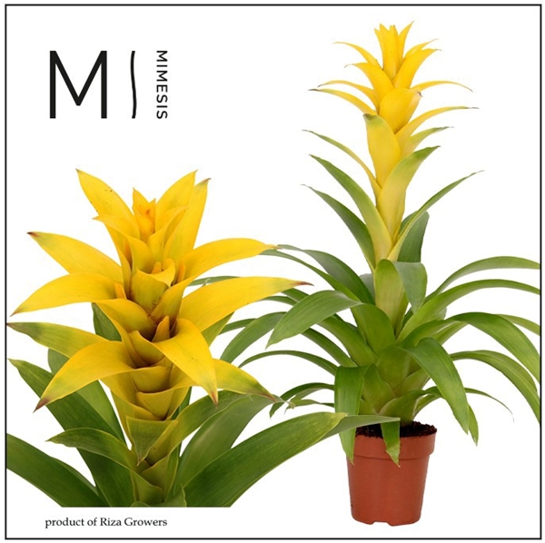 Guzmania Suerte Yellow
