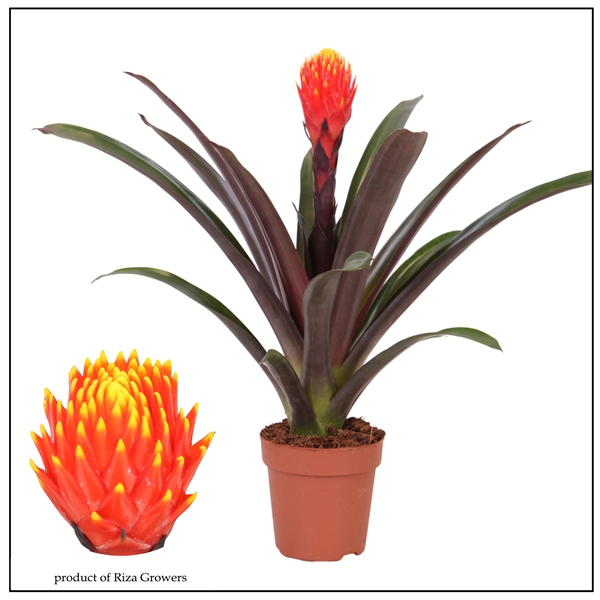 Guzmania Tala