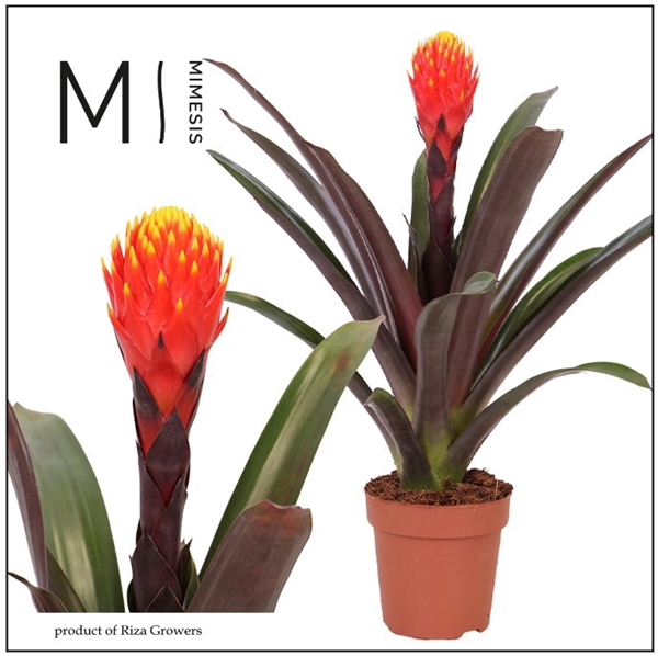 Guzmania Tala