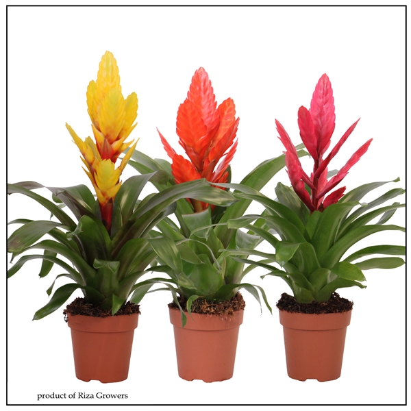 Vriesea Cupcake Mix
