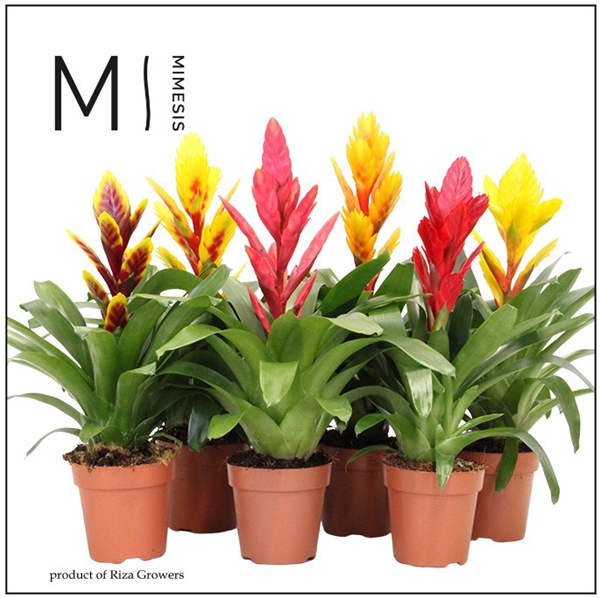 Vriesea Cupcake Mix