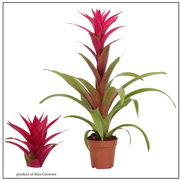 Guzmania Voila