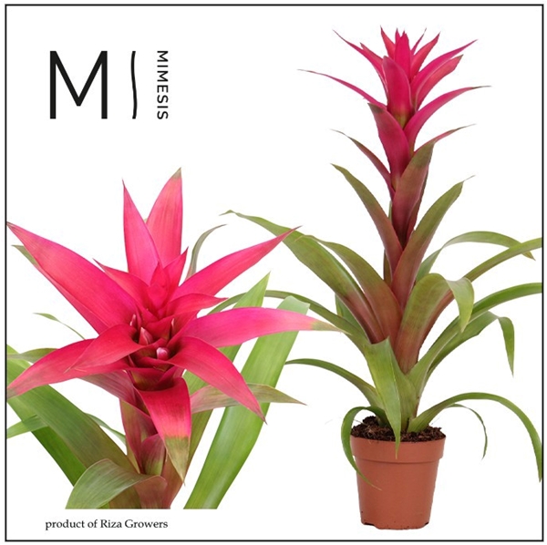 Guzmania Voila