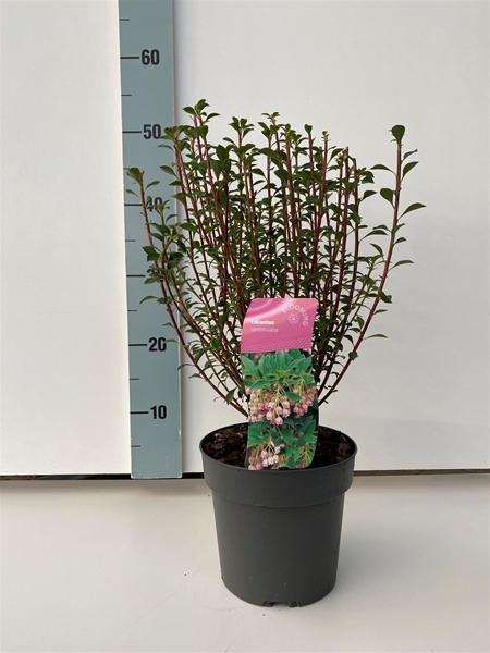 Enkianthus Campanulatus