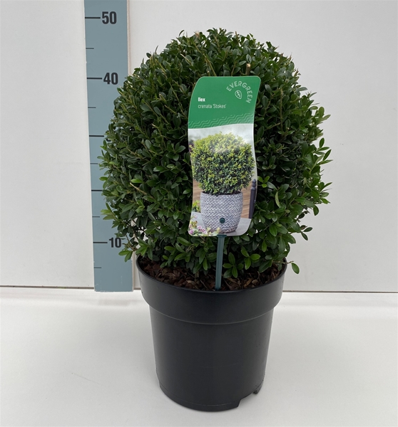 Ilex Crenata Stokes Ø 27-28 cm Kügel