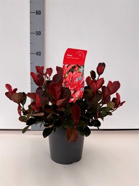 Photinia Little Fenna