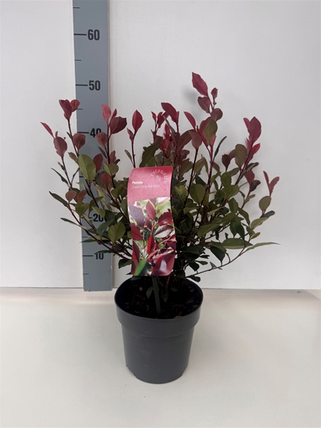 Photinia Little Red Robin