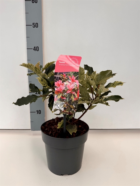 Photinia Serratifolia Pink Crispy