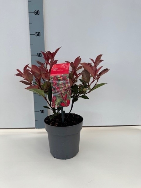 Photinia Fraseri Red Robin
