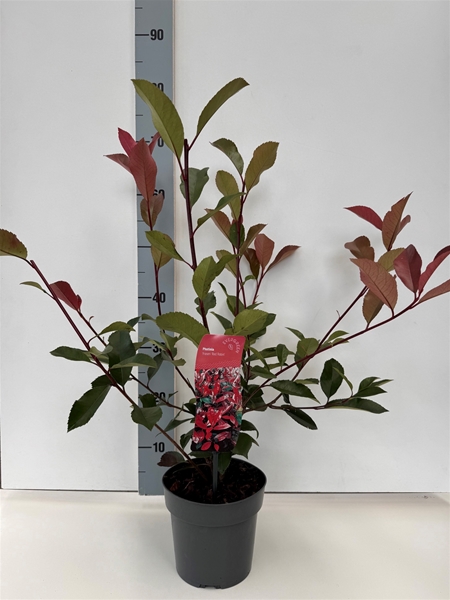 Photinia Fraseri Red Robin